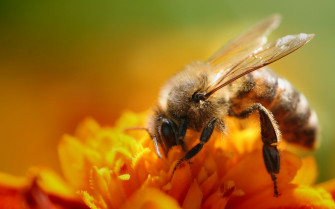 Bee HD Wallpaper