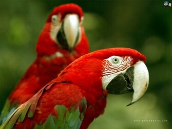 Parrot Bird Wallpaper Nature