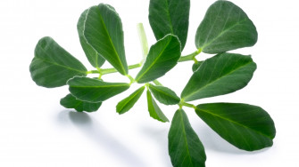 Archaeology Of Herbs Spices Wallpaper