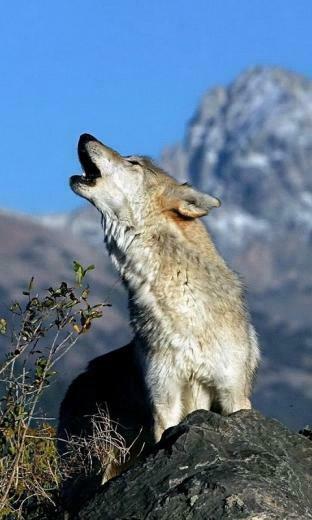 We Are Glad That You Have Set Out Our Live Wallpaper Wolves Now On