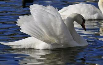 Image Wallpaper Pictures Winter Birds Ni307659