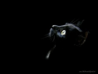 Black Wallpaper Desktop Background