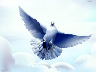 White Dove Wallpaper