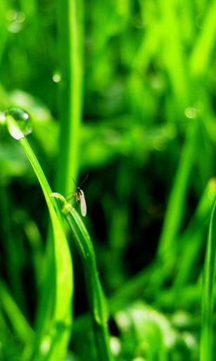 Bigger Spring Grass Live Wallpaper For Android Screenshot
