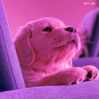 Cute Pink Puppies Wallpaper