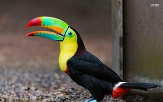 Keel Billed Toucan Wallpaper Full HD Pictures