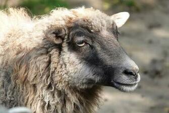 Sheepshead 1080p 2k 4k 5k HD Wallpaper