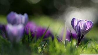Spring Crocus Wallpaper
