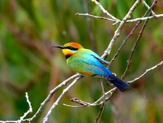 Beautiful Wallpaper For Desktop Birds HD