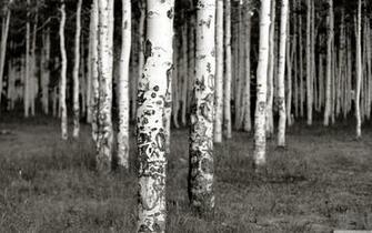 Birch Trees In Winter Black And White