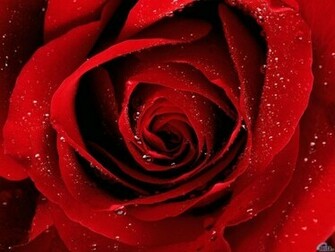 Rose Flowers Pictures Red Screensaver