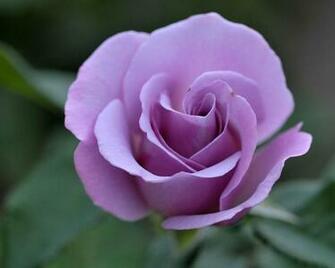 Wallpaper Purple Flower HD Background Desktop