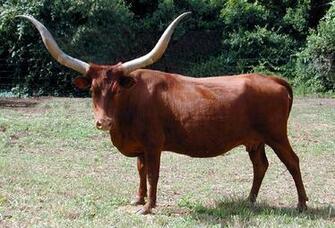 Longhorn Cattle HD Walls Find Wallpaper