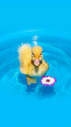HD Swimming Duck Nubia Phone Wallpaper Mobile Background