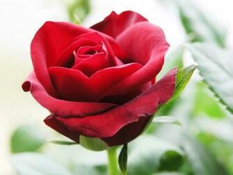 Rosa Roja Wallpaper HD Background Image Pictures
