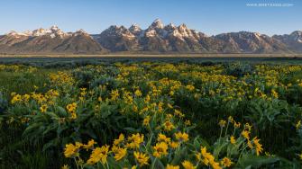 Zoom Video Conferencing Background Teton Wildflowers Moab