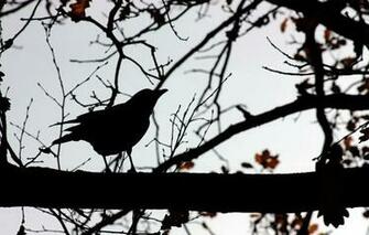 Bird Branches Trees Contours Shapes Silhouettes Shadows Sky