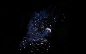 Wallpaper Background Bird Red Tailed Black Cockatoo Image For