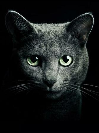 Samantha Lauren On Russian Blues Cat Wallpaper Korat