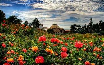 Rose Garden Wallpaper