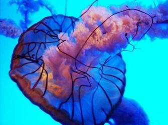 Colorful Jellyfish Wallpaper By
