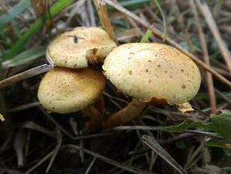 Pholiota Lucifera By Mossagateturtle