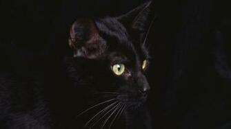Black Cat Wallpaper High Definition