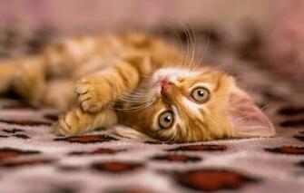 Wallpaper Cat Kitty Red Nice Pushistik Kid Image For Desktop