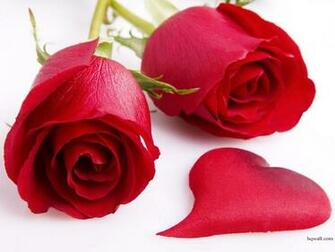 Most Beautiful Flower U Wallpaper