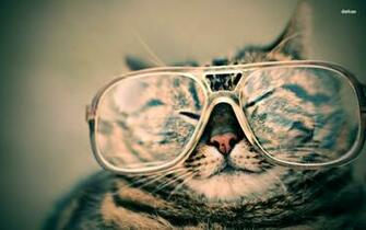 Cat With Sunglasses On That I Can Find Want To Really Know Be