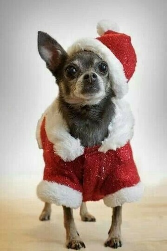 Christmas Chihuahua Dog Photo And Wallpaper Beautiful