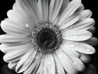 Raindrops On Gerber Daisy Black And White By Jennie Marie Schell