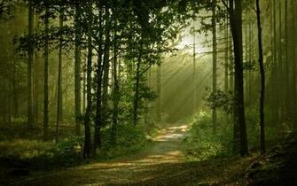 Landscapes Forest Path Sunlight Filtered Wallpaper