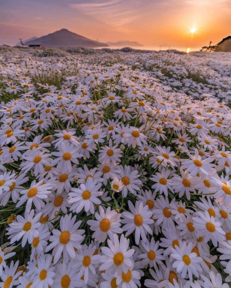 Daisy On Wallpaper