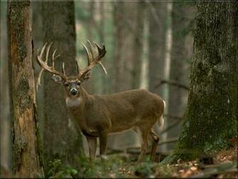 Deer Wallpaper