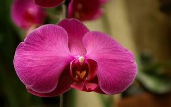 Flowers Valentines Day Background Wallpaper For Laptop