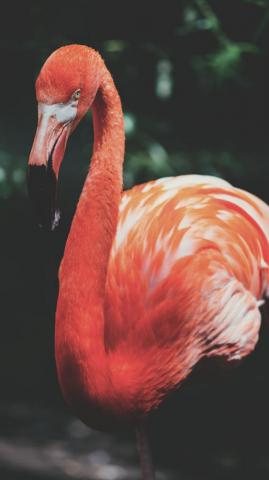 Fancy Flamingo iPhone X Wallpaper Preppy