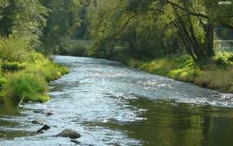 Green Forest River Wallpaper