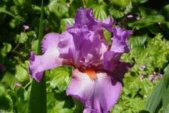Purple Iris Flower Wallpaper Open Walls