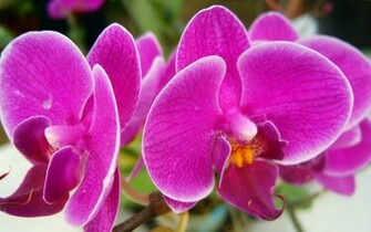 Beautiful Pink Flowers Wallpaper HD