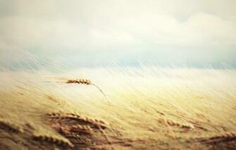 Wallpaper Wheat Field Widescreen Rye Gently Nature