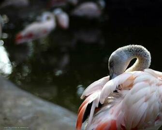 Flamingo Desktop Wallpaper