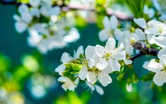 Apple Flowers Wallpaper HD