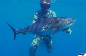 Yellowfin Tuna Wallpaper