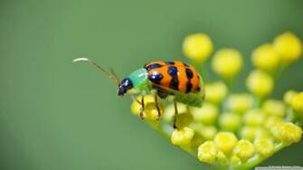 Ladybug Computer Wallpaper Desktop Background Id