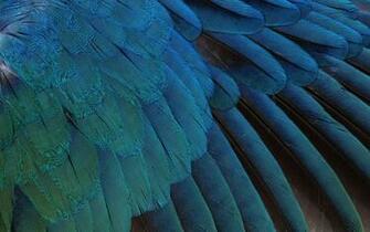 Bird Feather Wallpaper On