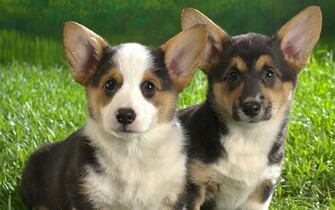 Welsh Corgi Pembroke Pc Wallpaper