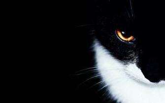 Black And White Cat Wallpaper