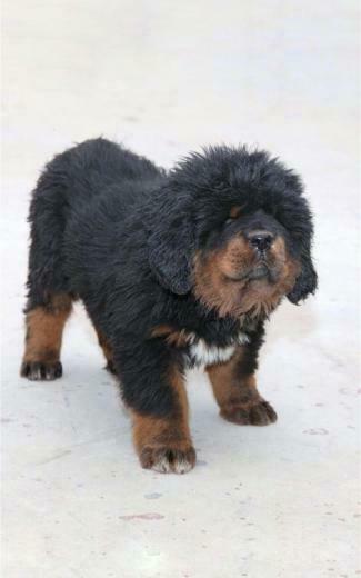 Tibetan Mastiff Puppy Mobile Wallpaper
