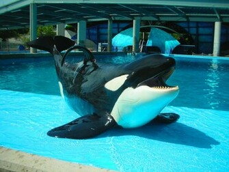 Shamu Wallpaper